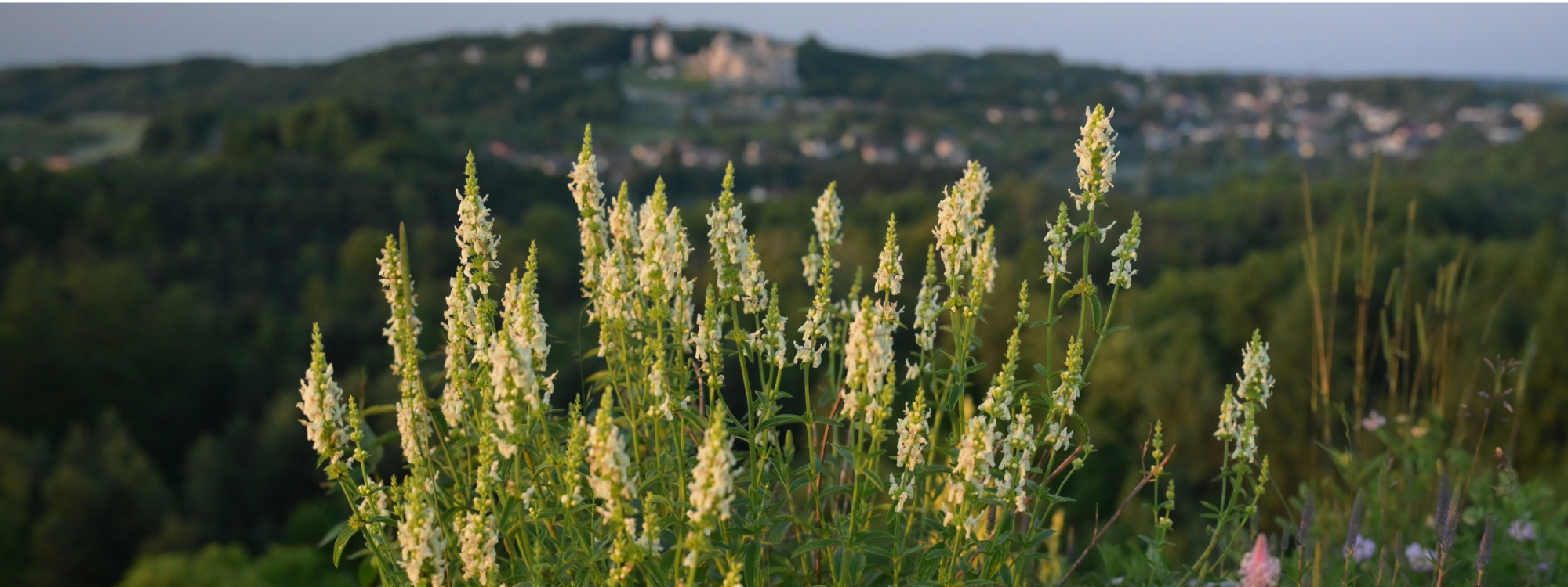 Park Krajobrazowy Orlich Gniazd